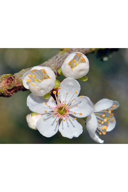 Квітуча алича Гек навесні — рясне біле цвітіння